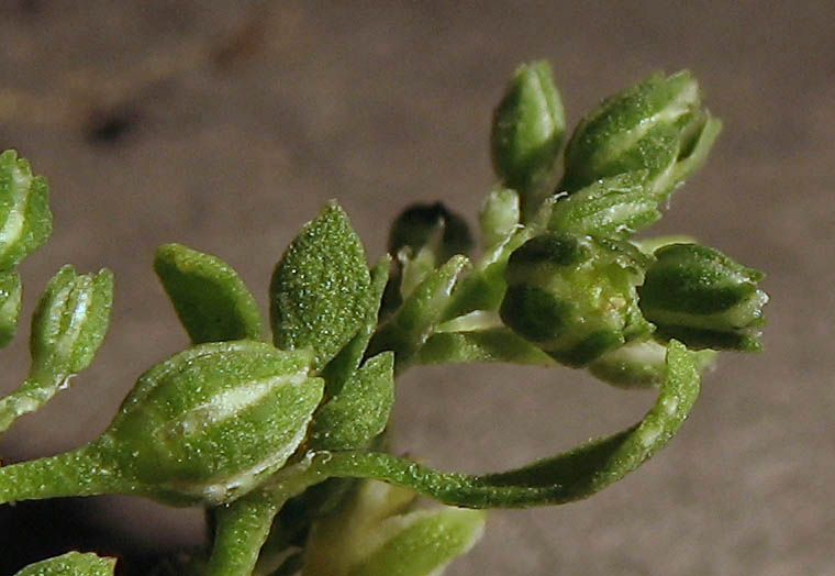 Detailed Picture 2 of Polycarpon tetraphyllum ssp. depressum
