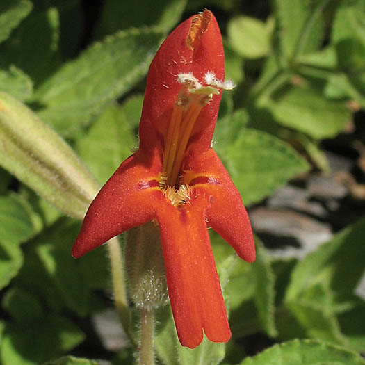 Detailed Picture 1 of Erythranthe cardinalis