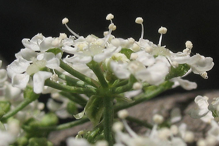 Detailed Picture 2 of Conium maculatum