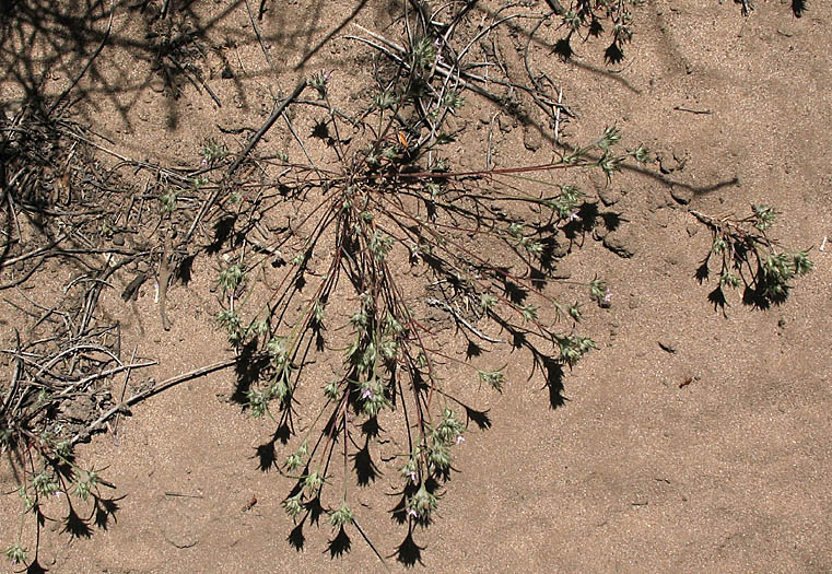 Detailed Picture 5 of Eriastrum filifolium