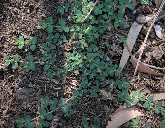Detailed Picture 4 of Euphorbia serpens