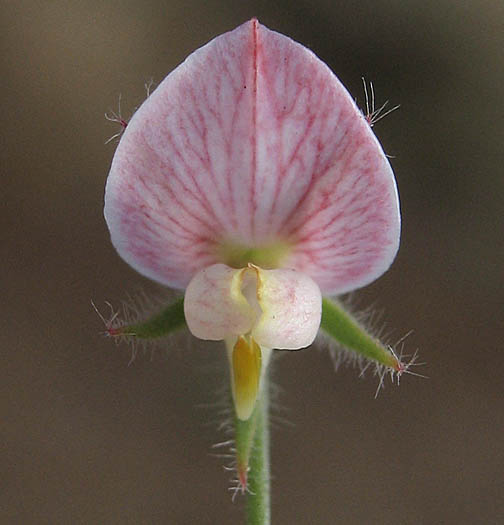 Detailed Picture 1 of Acmispon americanus var. americanus
