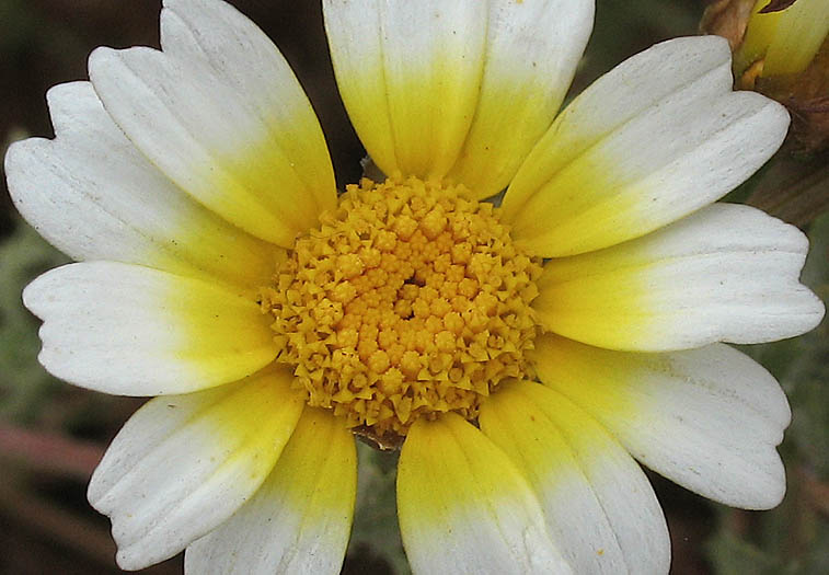 Detailed Picture 2 of Glebionis coronaria