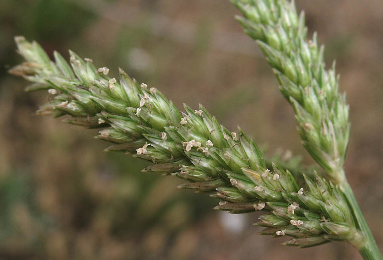 Detailed Picture 2 of Eleusine indica