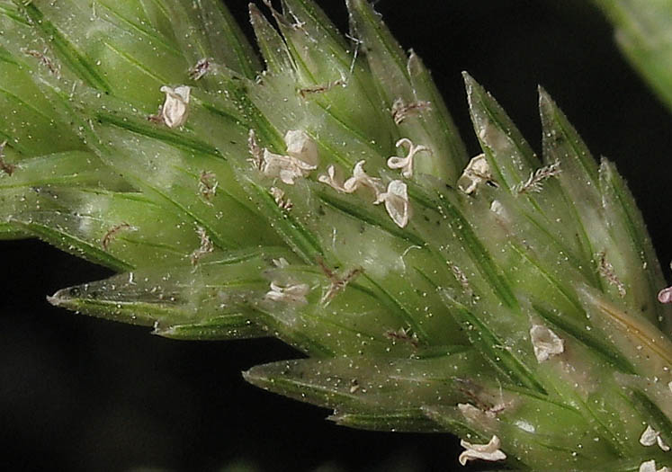Detailed Picture 3 of Eleusine indica