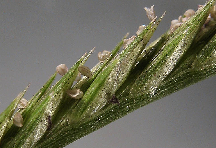 Detailed Picture 4 of Eleusine indica