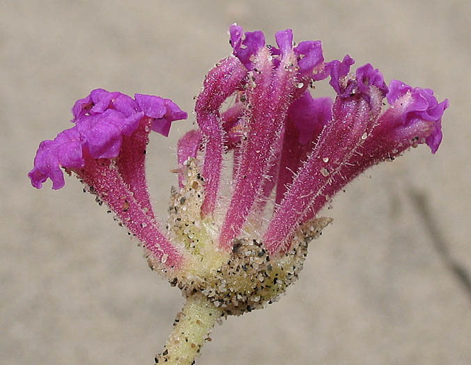 Detailed Picture 2 of Abronia maritima