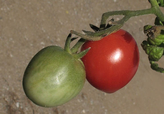 Detailed Picture 7 of Lycopersicon esculentum