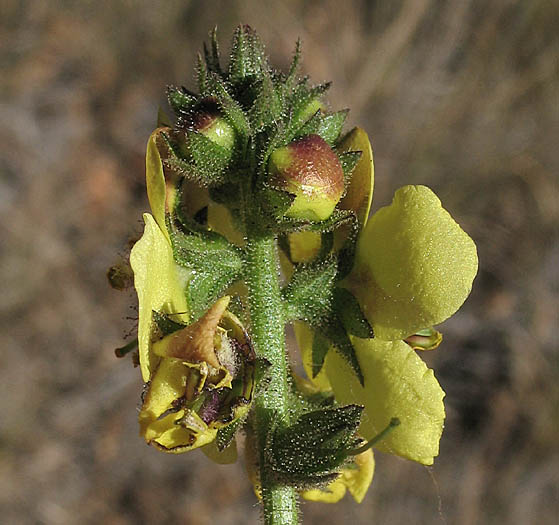 Detailed Picture 2 of Verbascum virgatum