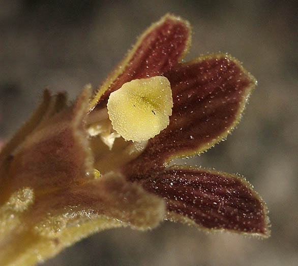 Detailed Picture 2 of Aphyllon parishii