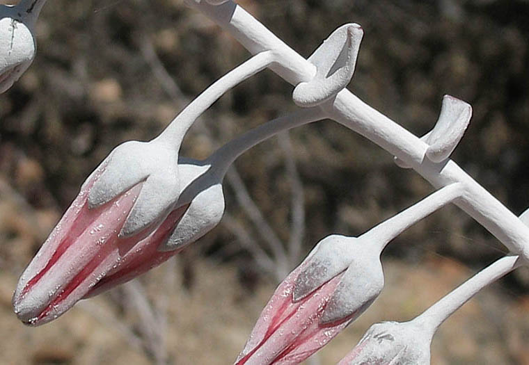 Detailed Picture 1 of Dudleya pulverulenta