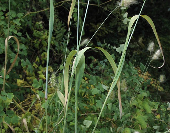 Detailed Picture 4 of Cynosurus echinatus