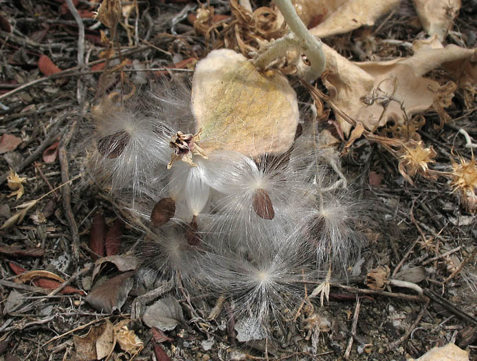 Detailed Picture 8 of Asclepias californica