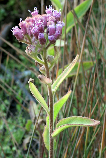 Detailed Picture 3 of Pluchea odorata var. odorata