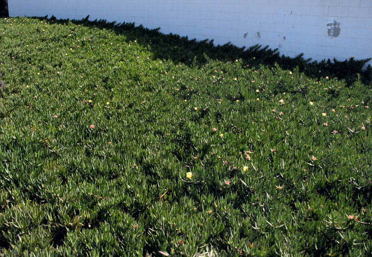 Detailed Picture 5 of Carpobrotus edulis