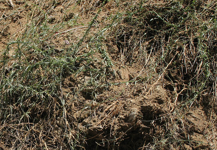 Detailed Picture 7 of Funastrum cynanchoides var. hartwegii