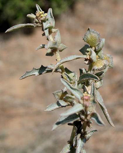 Detailed Picture 2 of Atriplex semibaccata