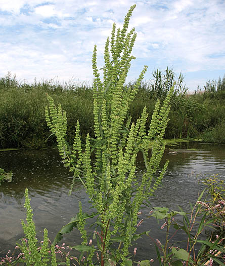 Detailed Picture 4 of Rumex stenophyllus