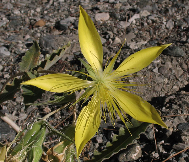 Detailed Picture 1 of Mentzelia laevicaulis var. laevicaulis