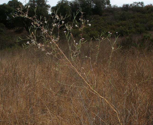 Detailed Picture 4 of Epilobium brachycarpum