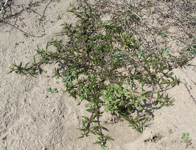 Detailed Picture 7 of Eclipta prostrata