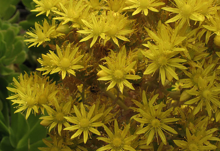 Detailed Picture 3 of Aeonium arboreum