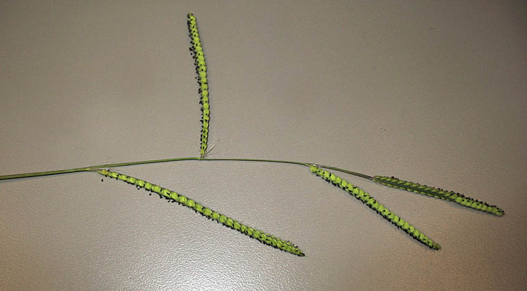 Detailed Picture 4 of Paspalum dilatatum