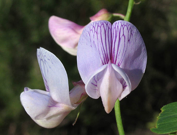 Detailed Picture 1 of Lathyrus vestitus var. vestitus