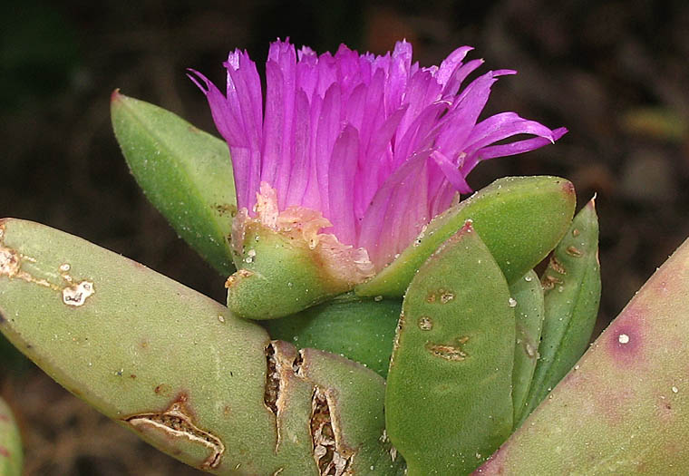 Detailed Picture 3 of Carpobrotus chilensis