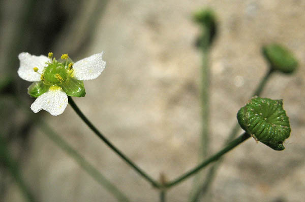 Detailed Picture 3 of Alisma triviale