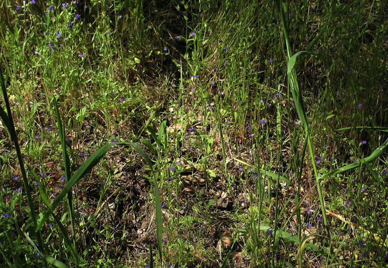 Detailed Picture 7 of Collinsia parryi