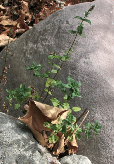 Detailed Picture 4 of Mentha spicata