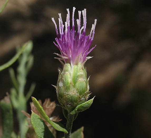 Detailed Picture 2 of Rhaponticum repens