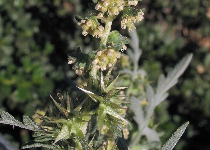 Detailed Picture 1 of Ambrosia acanthicarpa