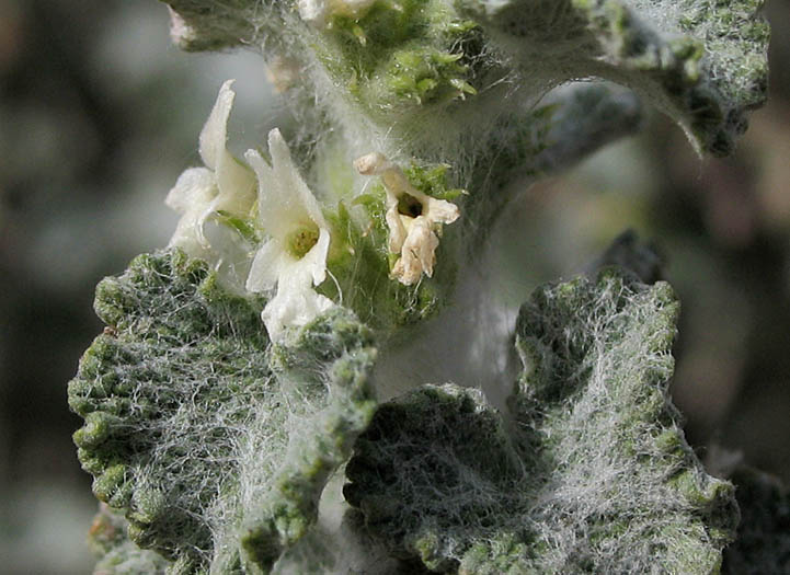 Detailed Picture 2 of Marrubium vulgare