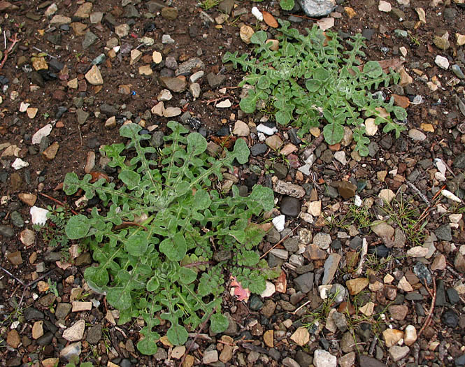 Detailed Picture 6 of Centaurea melitensis