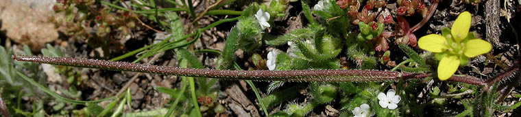 Detailed Picture 4 of Tropidocarpum gracile