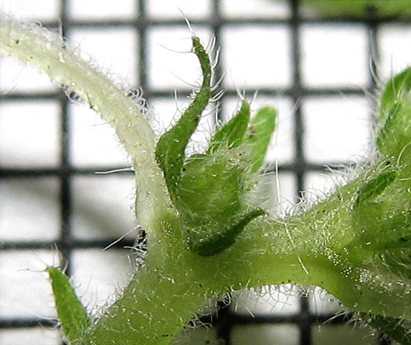 Detailed Picture 6 of Parietaria hespera