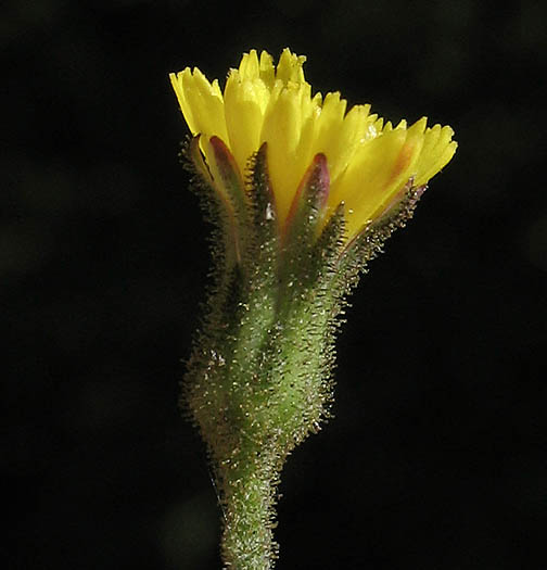 Detailed Picture 3 of Hieracium argutum