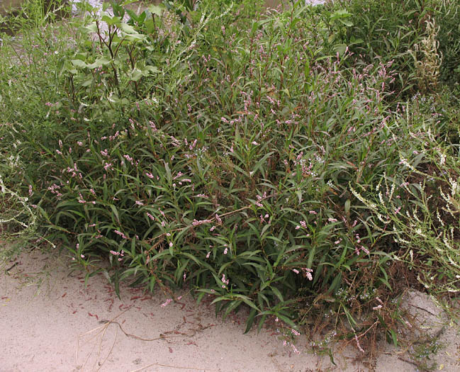 Detailed Picture 5 of Persicaria maculosa