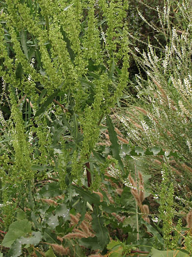 Detailed Picture 5 of Rumex stenophyllus