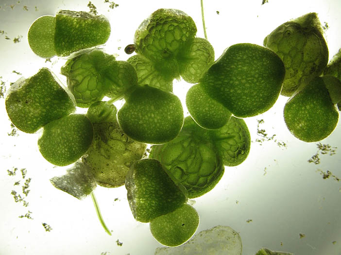 Detailed Picture 3 of Lemna gibba