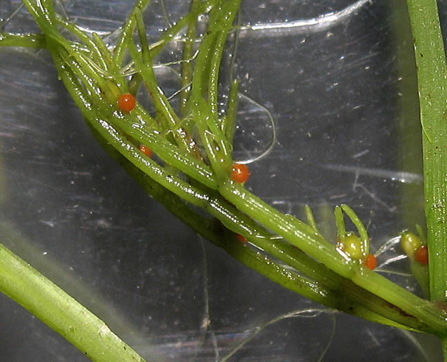 Detailed Picture 3 of Chara spp.