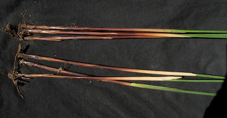 Detailed Picture 6 of Juncus textilis