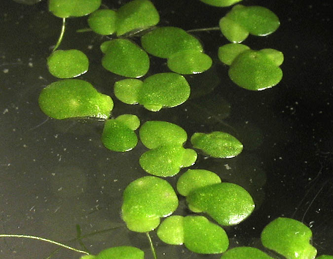 Detailed Picture 3 of Lemna minor