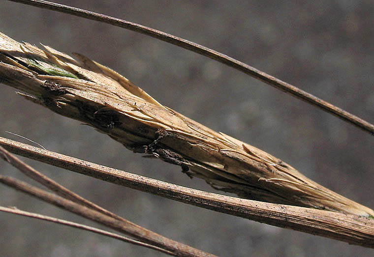 Detailed Picture 2 of Sporobolus foliosus
