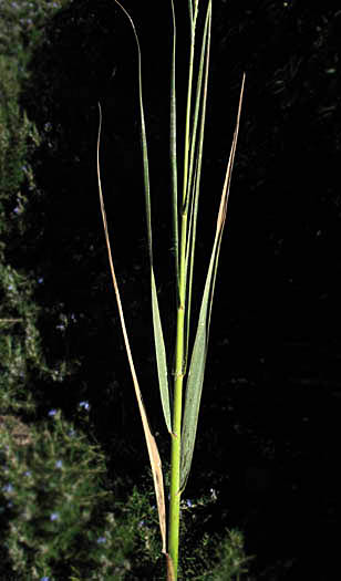 Detailed Picture 3 of Sporobolus foliosus