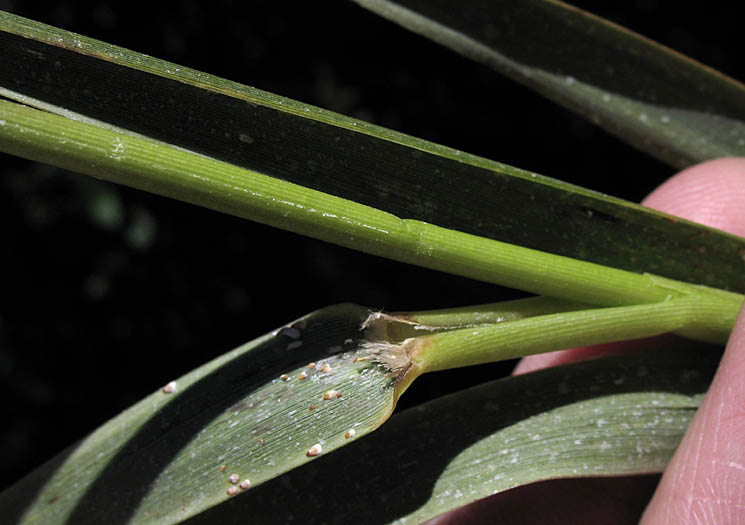 Detailed Picture 4 of Sporobolus foliosus