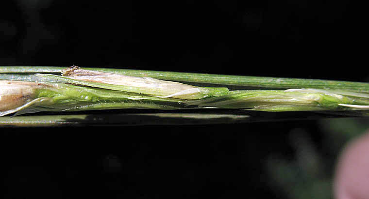Detailed Picture 1 of Sporobolus foliosus