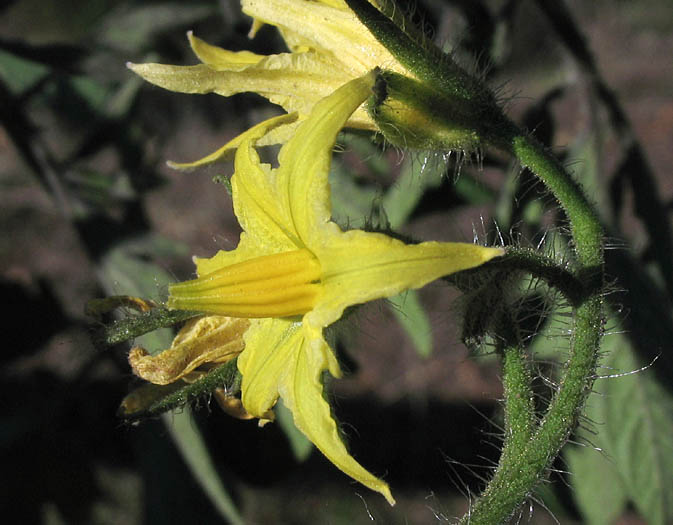Detailed Picture 2 of Lycopersicon esculentum